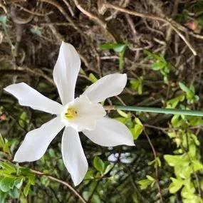 Thalia Daffodil (Narcissus triandrus Thalia) Img 5